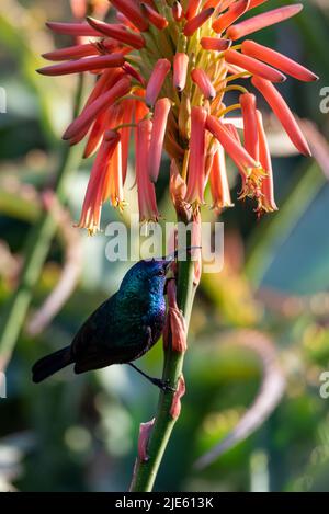 L'uccello da sole della Palestina (Cinnyris osea), maschio, che si nutre di fiori rossi, Israele. Maschio il girasole palestinese su un fiore di aloe vera Foto Stock