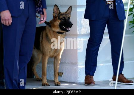 Washington, Stati Uniti. 25th giugno 2022. Il comandante del cane della famiglia di Biden guarda come il presidente degli Stati Uniti Joe Biden parte dalla Casa Bianca a Washington per partecipare al vertice del G7 in Germania, il 25 giugno 2022. Foto di Yuri Gripas/Pool/Sipa USA Credit: Sipa USA/Alamy Live News Foto Stock