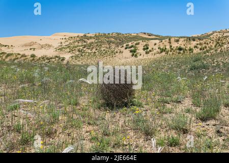 rotoli di alghe tumbleed su erba di piume asciutta steppa Foto Stock