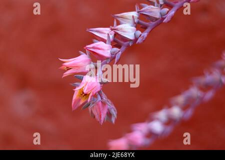 Primo piano di piccoli fiori di Echeveria elegans o Rosa messicana, una delle piante succulente fioritura popolare, Arequipa, Perù, Sud America Foto Stock