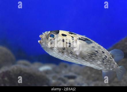 Pesce soffer in primo piano acquario Foto Stock