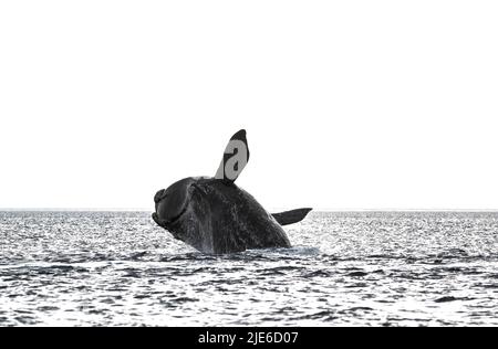 Salto di balene a destra , Eubalaena Autralis, Glacialis, Patagonia , Peninsula Valdes, Patagonia, Argentina. Foto Stock