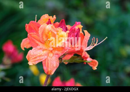 Azalea arancio fiori nel giardino in primavera Foto Stock