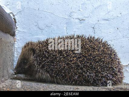 Un Hedgehog europeo (Erinaceus europaeus) a Suffolk, Regno Unito Foto Stock