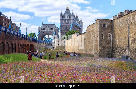 super Bloom, Londra, 2022. La Torre di London Moat piena di milioni di semi di fiori selvatici per incoraggiare la fauna selvatica, con l'iconico Tower Bridge in t Foto Stock