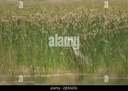 Airone viola Ardea purpurea in una laguna. Parco Nazionale di Oiseaux du Djoudj. Saint-Louis. Senegal. Foto Stock