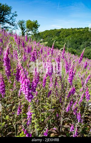 Regno Unito, Inghilterra, Devonshire, Teign Valley. Foxglove selvatico che cresce in un'area aperta di selvicoltura sgomberata. Foto Stock