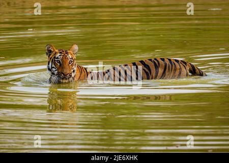 Tigress Junabai della Tadoba Tiger Reserve, in un laghetto d'acqua che si raffredda Foto Stock