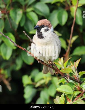 Tree Sparrow al RSPB Bempton Cliffs nello Yorkshire UK Foto Stock