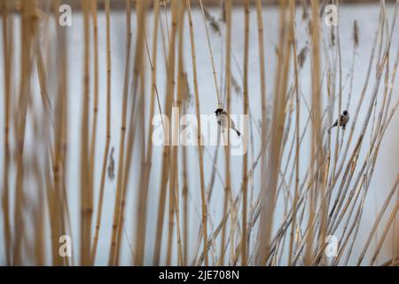 Comune concia di canne seduta su canne Foto Stock