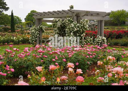 Roses arrampicata un grellis gazebo circondato da rose in fiore nel Giardino Botanico Norfolk in Virginia Foto Stock