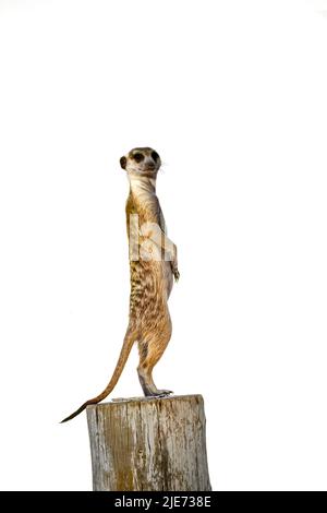 Meerkat in allerta in piedi su un palo di legno nel parco di trasferimento di Kgalagadi, Sudafrica; specie Suricata famiglia di Herpestidae Foto Stock