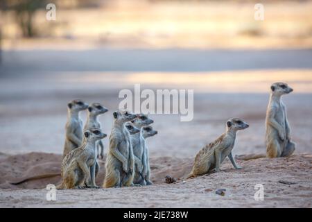 Piccolo gruppo di Meerkats in allerta al tramonto nel parco di Kgalagadi transfrontier, Sudafrica; specie Suricata famiglia di Herpestidae Foto Stock