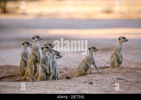 Piccolo gruppo di Meerkats in allerta al tramonto nel parco di Kgalagadi transfrontier, Sudafrica; specie Suricata famiglia di Herpestidae Foto Stock