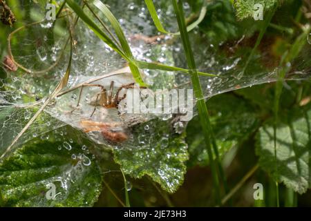 Spider Agelena labirintica in web, guardando la fotocamera. Foto Stock