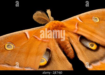 Le antenne di piuma del maschio Antheraea Polyphemus Moth aiutano a rilevare il profumo delle femmine. Gli occhiali mimano quelli di un gufo per scoraggiare i predatori Foto Stock
