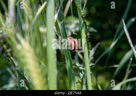 La lumaca siede sull'erba. Macro foto del mondo delle erbe del prato in gocce di rugiada. Foto Stock