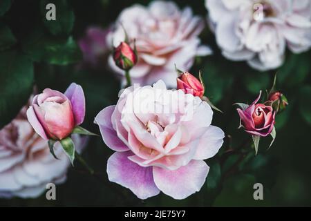 Fiori di rosa dei tamburi distanti - la rosa unica bella dell'arbusto con i fiori multi-toni nel giardino, arancione, petali centrali quasi di bronzo che sbiadiscono al rosa Foto Stock