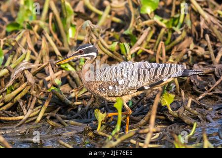 Sunbittern in ambiente paludoso pantanal, Pantanal, Mato Grosso, Brasile Foto Stock