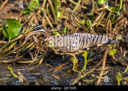 Sunbittern in ambiente paludoso pantanal, Pantanal, Mato Grosso, Brasile Foto Stock