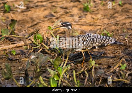 Sunbittern in ambiente paludoso pantanal, Pantanal, Mato Grosso, Brasile Foto Stock