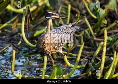 Sunbittern in ambiente paludoso pantanal, Pantanal, Mato Grosso, Brasile Foto Stock