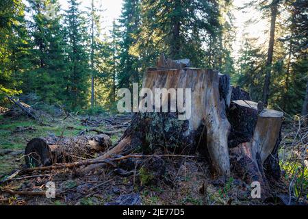 Un vecchio moncone dilapidato coperto di muschio e altre piante si trova su una foresta selvaggia vuota, in una foresta verde scuro di abete rosso denso con alto Foto Stock