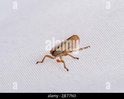 Froghopper prato o spittlebug alias Philaenus spumarius con zecca rossa o acaro allegato. Foto Stock