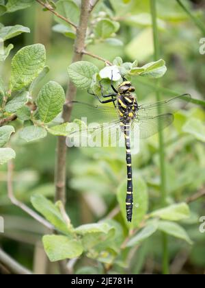 Dragonfly con anello d'oro, noto anche come Cordulegaster Boltonii. Foto Stock