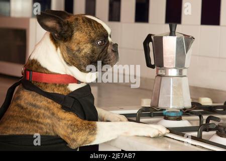 Fotografia umoristica , cani che agiscono come esseri umani . Boston Terrier in un grembiule nero prepara il caffè in una macchina per il caffè Foto Stock