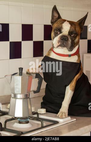 Fotografia umoristica , cani che agiscono come esseri umani . Boston Terrier in un grembiule nero prepara il caffè in una macchina per il caffè Foto Stock