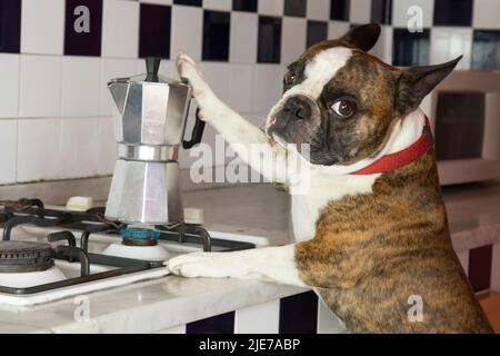 Fotografia umoristica , cani che agiscono come esseri umani . Boston Terrier in un grembiule nero prepara il caffè in una macchina per il caffè Foto Stock