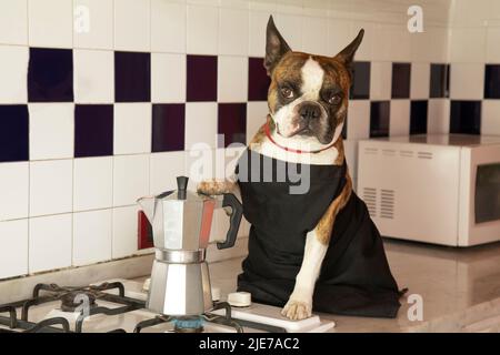 Fotografia umoristica , cani che agiscono come esseri umani . Boston Terrier in un grembiule nero prepara il caffè in una macchina per il caffè Foto Stock