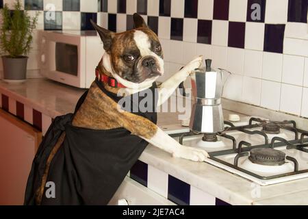 Fotografia umoristica , cani che agiscono come esseri umani . Boston Terrier in un grembiule nero prepara il caffè in una macchina per il caffè Foto Stock