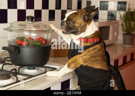 Fotografia umoristica , cani che agiscono come esseri umani . Boston Terrier in un grembiule nero che cuoce verdure in una vaporiera Foto Stock