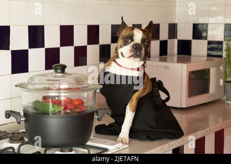 Fotografia umoristica , cani che agiscono come esseri umani . Boston Terrier in un grembiule nero che cuoce verdure in una vaporiera Foto Stock