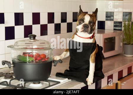 Fotografia umoristica , cani che agiscono come esseri umani . Boston Terrier in un grembiule nero che cuoce verdure in una vaporiera Foto Stock