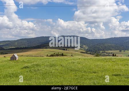 Prato di montagna in Carpazi. Campagna paesaggio estivo con valli e colline erbose. Concetto di freschezza della natura Foto Stock