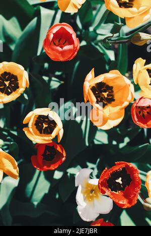 Tulipani al sole, tulipani colorati in giardino soleggiato, fiori di primavera sfondo Foto Stock
