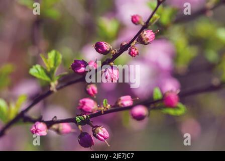 Cherry cinese cespuglio, susina cinese, prunus glandulosa fiore, ramo con boccioli di fiori Foto Stock