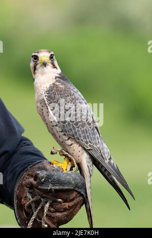 Lanner Falcon Bird (Falco biarmicus) Foto Stock