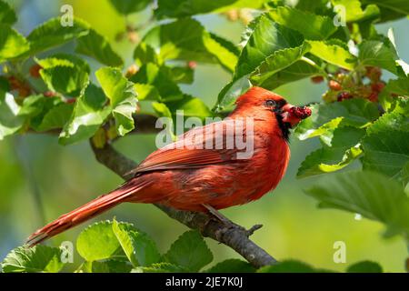 Cardinale settentrionale (Cardinalis cardinalis), cardinale rosso Foto Stock