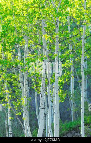 Alberi dell'Aspen Foto Stock