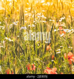 Coltivazione biologica del grano con papaveri e margherite al sole estivo Foto Stock