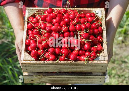 ciliegie mature in gabbia a mani femminili all'aperto Foto Stock