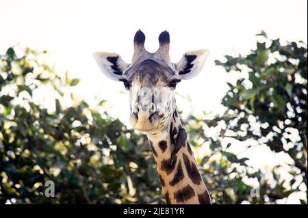 Giraffe (Giraffa camelopardalis) presso il Parco Nazionale di Kafue Zambia Foto Stock