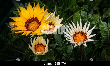 Daisie africane Fiore Gazanias, fiori di gazania in fiore o daisy africano in un giardino su sfondo verde Foto Stock