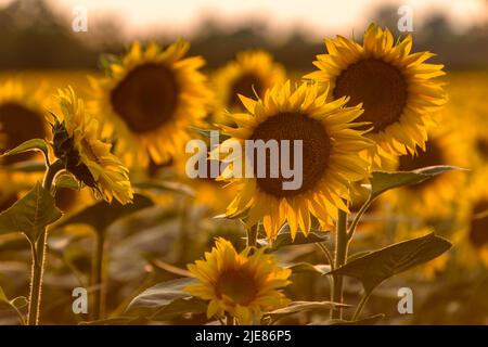 Un campo di girasoli in fiore il giorno d'estate durante il tramonto. Foto Stock