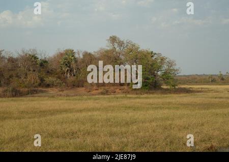 Prato e bosco nel Parco Nazionale di Niokolo Koba. Tambacounda. Senegal. Foto Stock