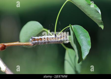 Bruco della falda grigia (Acronicta psi) che si alimenta su foglia di pera. Foto Stock